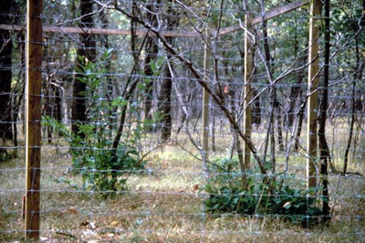 an example of a deer exclosure