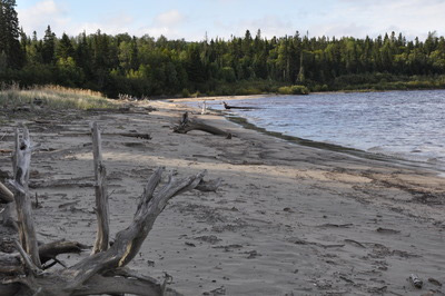 an undisturbed beach with scattered woody material